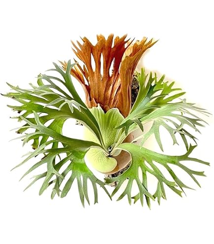 マークンチャン　ビカクシダ胞子　おまとめ購入 Amazon｜胞子 販売 【Ridleyi thin frond 細葉 リドレイ】 胞子培養